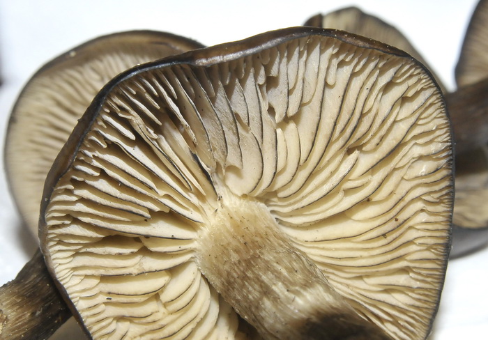 Lyophyllum sp.
